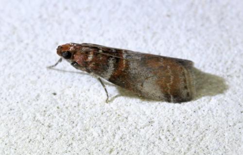 Réf. 334 039 : Acrobasis advenella